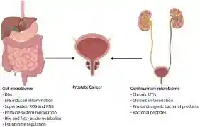 Prostate Colibrim Changed Lives for the Better 2025