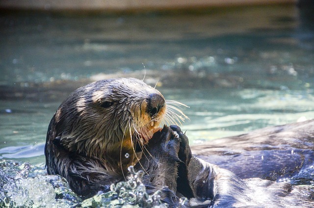 Otter Name